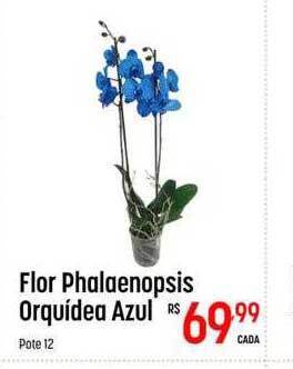 Muffato Flor phalaenopsis orquídea azul oferta