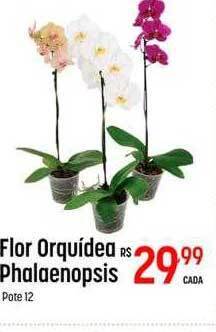 Muffato Flor orquídea phalaenopsis oferta
