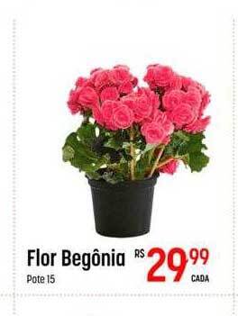 Muffato Flor begônia oferta