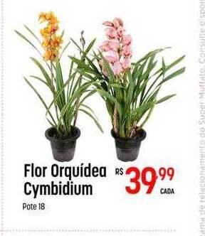 Muffato Flor orquídea cymbidium oferta