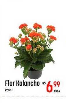 Muffato Flor kalancho oferta