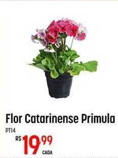 Muffato Flor catarinense primula oferta