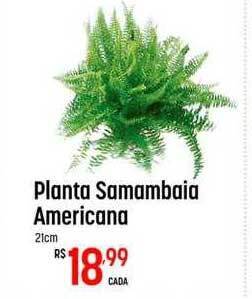 Planta samambaia americana
