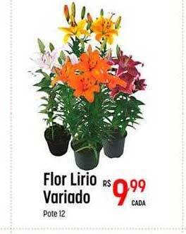 Muffato Flor lirio variado oferta