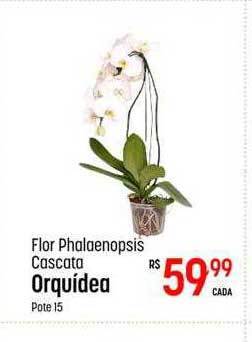 Flor phalaenopsis cascata orquídea