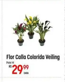 Flor calla colorida veiling