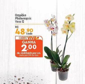Supper Rissul Orquídea phalaenopsis vaso 12 oferta