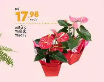 Supper Rissul Antúrio variado vaso 15 oferta