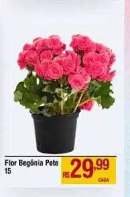 Max Atacadista Flor begônia pote 15 oferta