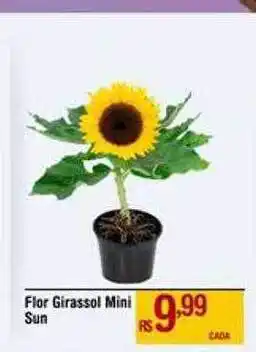 Max Atacadista Flor girassol mini sun oferta