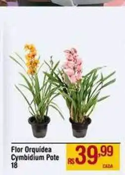 Max Atacadista Flor orquídea cymbidium pote 18 oferta