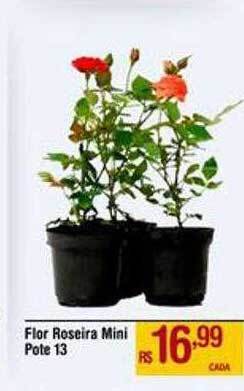 Max Atacadista Flor roseira mini pote 13 oferta