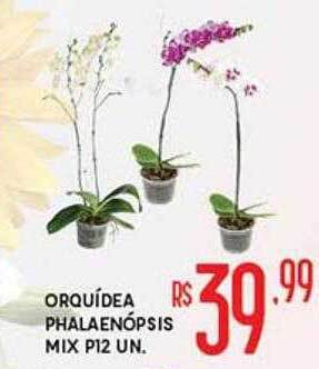 Proença Supermercados Orquídea phalaenópsis mix p12 oferta
