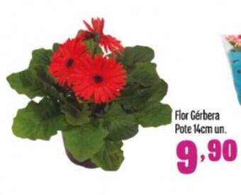 Rede Top Flor gérbera pote 14cm un. oferta