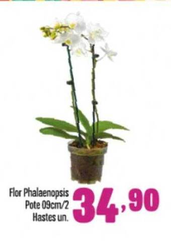 Flor phalaenopsis pote 09cm 2 hastes un.