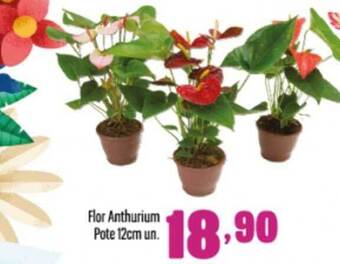Rede Top Flor anthurium pote 12cm un. oferta