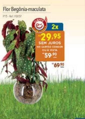 Supermercados Condor Flor begônia-maculata oferta