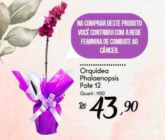 Giassi Supermercados Orquidea phalaenopsis oferta