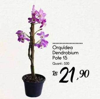 Giassi Supermercados Orquidea dendrobium oferta
