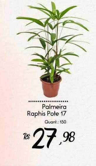 Giassi Supermercados Palmeira raphis oferta