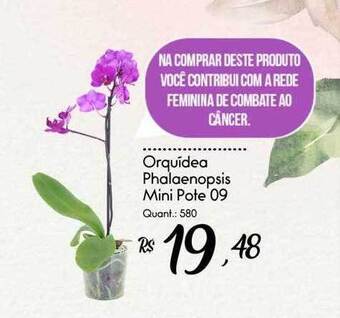 Giassi Supermercados Orquidea phalaenopsis mini oferta