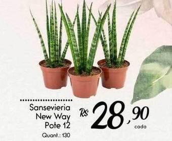 Giassi Supermercados Sansevieria new way oferta