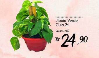 Giassi Supermercados Jiboia verde cuia 21 oferta