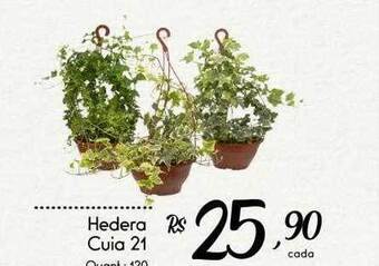 Hedera cuia 21