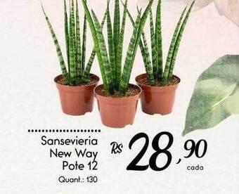 Giassi Supermercados Sansevieria new way oferta