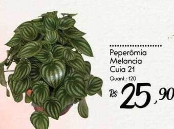 Giassi Supermercados Peperômia melancia oferta