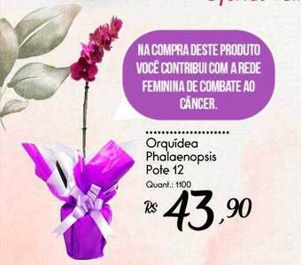 Giassi Supermercados Orquidea phalaenopsis oferta