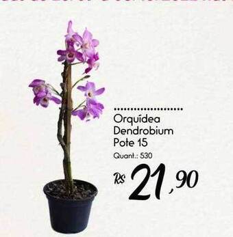 Giassi Supermercados Orquidea dendrobium oferta