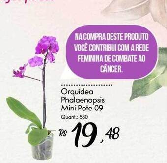 Giassi Supermercados Orquidea phalaenopsis mini oferta