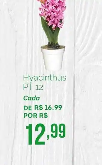 Oba Hortifruti Hyacinthus Pt 12 oferta