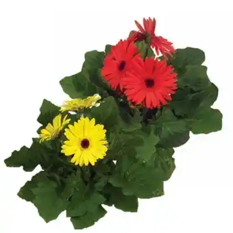 San Michel Supermercados Flor gérbera p14 oferta