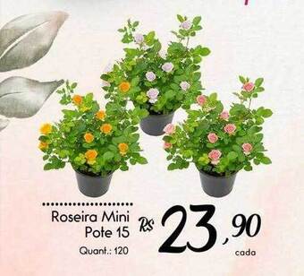Giassi Supermercados Roseira mini pote 15 oferta