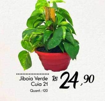 Giassi Supermercados Jiboia verde cuia 21 oferta