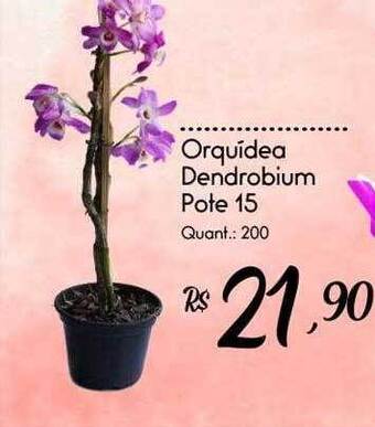 Giassi Supermercados Orquídea dendrobium pote 15 oferta