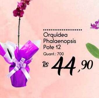 Giassi Supermercados Orquídea phalaenopsis pote 12 oferta