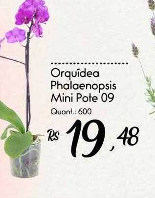 Giassi Supermercados Orquídea phalaenopsis mini pote 09 oferta