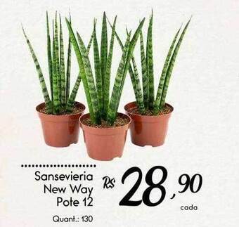 Giassi Supermercados Sansevieria new way pote 12 oferta