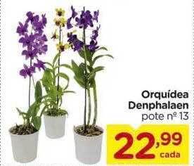 Carrefour Orquidea denphalaen oferta