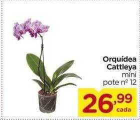 Carrefour Orquídea cattleya oferta