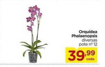 Carrefour Orquídea phalaenopsis oferta