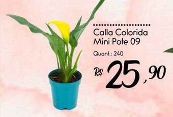 Giassi Supermercados Calla colorida mini oferta