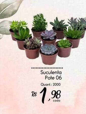 Giassi Supermercados Suculenta oferta