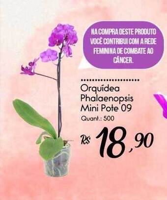 Giassi Supermercados Orquidea phalaenopsis mini oferta