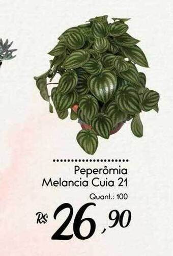 Giassi Supermercados Peperômia melancia oferta