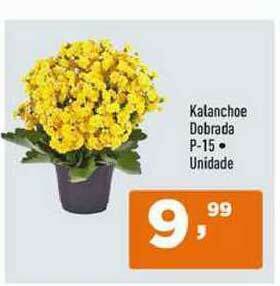 Kalanchoe Dobrada P-15