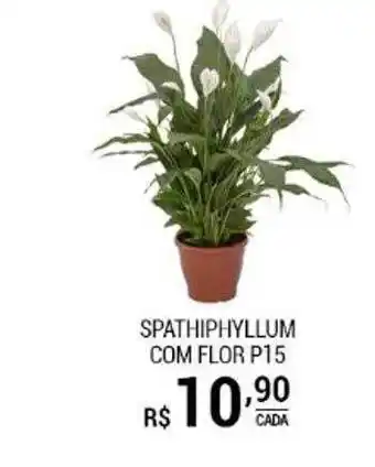 San Michel Supermercados Spathiphyllum com flor oferta